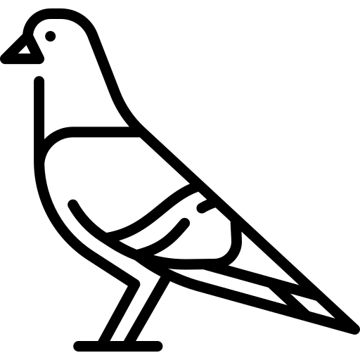 Faringdon Pigeon